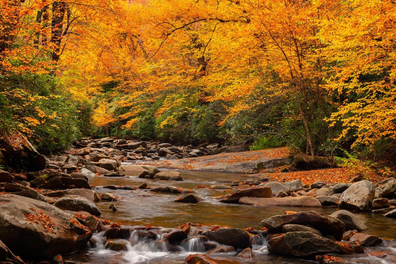 Fantastic Memories Await In Fever Gatlinburg